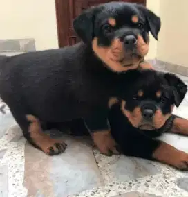 DIJUAL ANAK ANJING ROTTWEILER