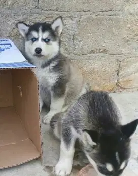 DIJUAL ANAK ANJING SIBERIAN HUSKY