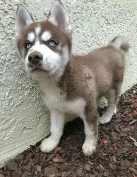 DIJUAL ANAK ANJING SIBERIAN HUSKY