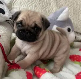 DIJUAL ANAK ANJING PUG
