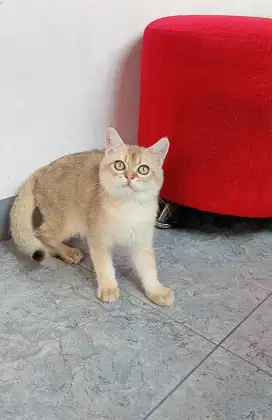 BRITISH SHORTHAIR/BSH Golden NY12