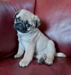 DIJUAL ANAK ANJING PUG