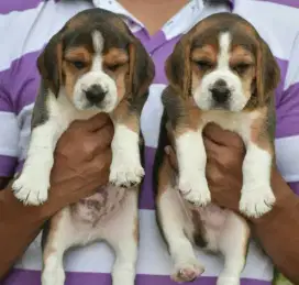 DIJUAL ANAK ANJING BEAGLE