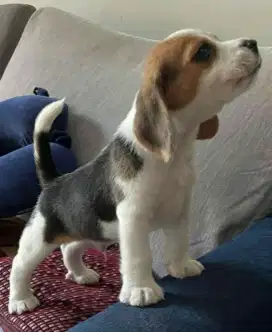 DIJUAL ANAK ANJING BEAGLE