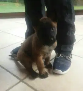 DIJUAL ANAK ANJING BELGIAN MALINOIS