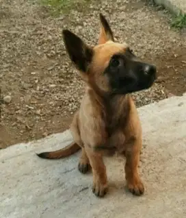 DIJUAL ANAK ANJING BELGIAN MALINOIS