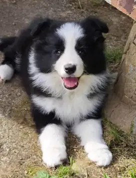 DIJUAL ANAK ANJING BORDER COLLIE