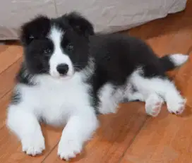 DIJUAL ANAK ANJING BORDER COLLIE