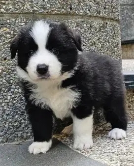 DIJUAL ANAK ANJING BORDER COLLIE