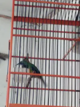 Pecinta burung masteran