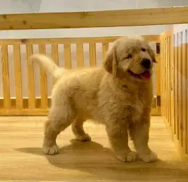 DIJUAL ANAK ANJING GOLDEN RETRIEVER