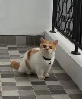 Kucing Munchkin