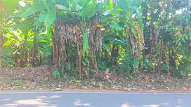 Jual tanah kebon Gerbo purwodadi