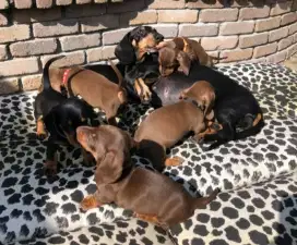 DIJUAL ANAK ANJING TEKEL,/ DACHSHUND