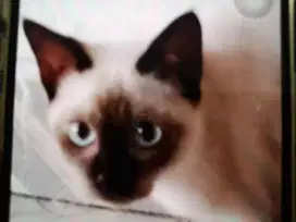 Kitten short hair  BSH mixed Siam