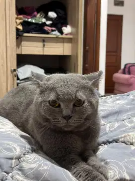 Kucing BSH dan kandang
