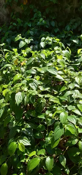 Daun Siri Segar Asli - Cocok Untuk Kesehatan &Tradisional