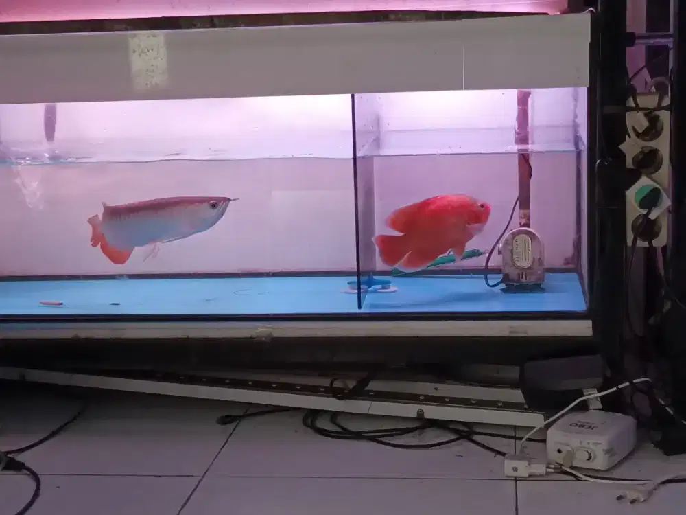 Arwana golden red 35cm