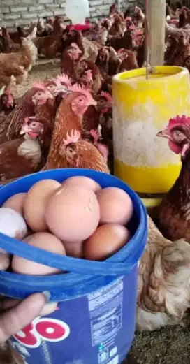 JUAL PULLET AYAM PETELUR