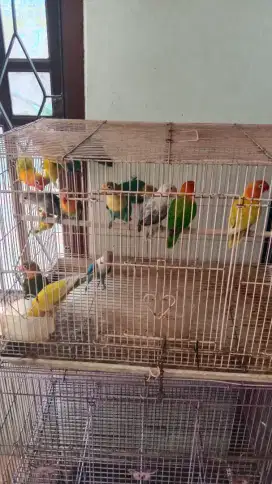 Lb biola warna lain ada