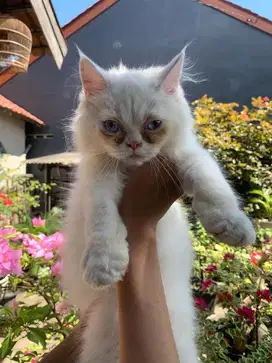 Kucing Flatnose