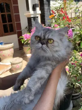 Kucing Flatnose