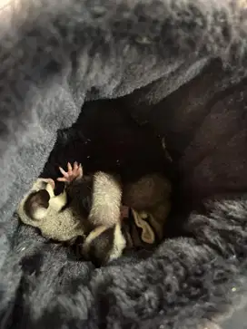 Sugar glider betina 2 MURAH include kandang bisa nego