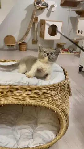 British short hair bsh munchkin cebol bico lilac