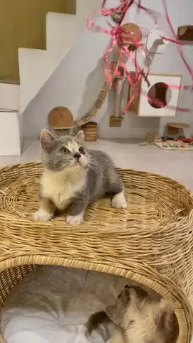 British short hair munchkin calico dilute bsh gembul