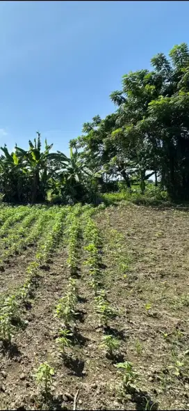 Di kontrakan tanah jalan Sedap Malam, DPS, Bali