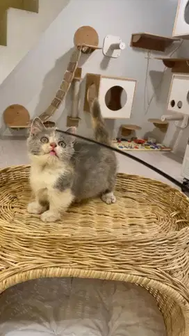 British short hair munchkin betina calico dilute gembul