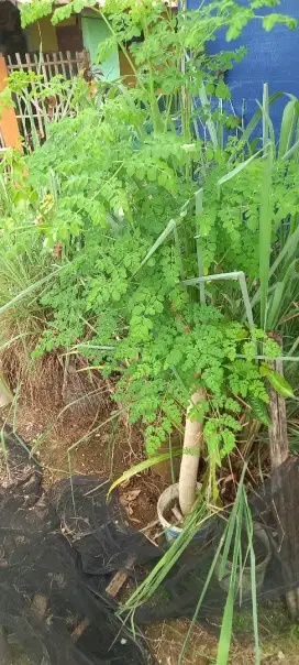 Jual tanaman kelor