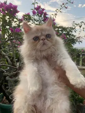 Kucing Peaknose