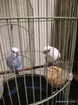 PARKIT SEPASANG