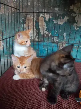 Open adopt persia medium
