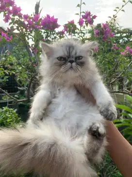 Kucing Flatnose