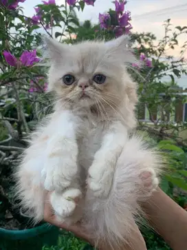 Kucing Peaknose