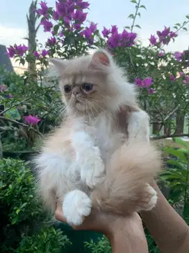 Kucing Peaknose