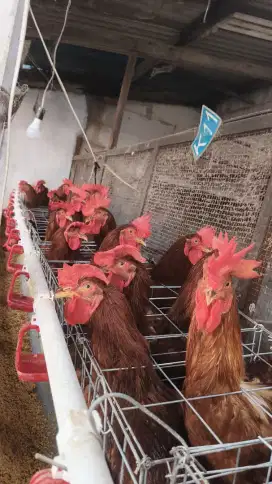 Ayam Jago jantan petelur