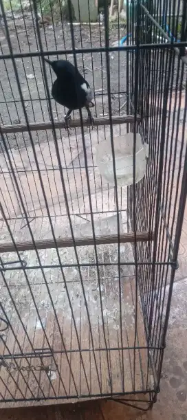 Burung kacer gacor