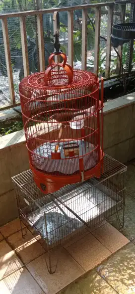 Burung wambi gacor jinak minus