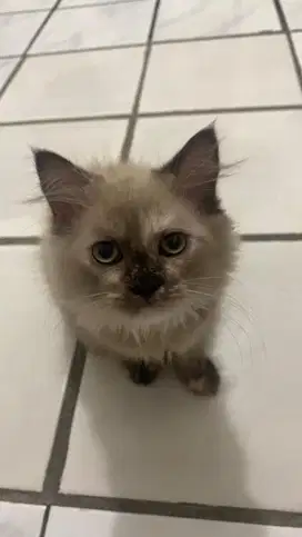 Kitten Himalaya Seal Point