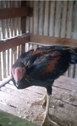 Anak Ayam Bangkok umur 4 - 5 bulan