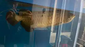 Ikan arwana super red beserta sertifkat dan lemari akuarium