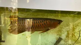 ikan arwana super red beserta sertifikat dan lemari kayu akuarium