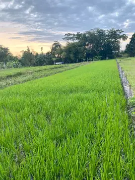 DIJUAL CEPAT TANAH TANPA PERANTARA/PEMILIK LANGSUNG