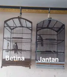 Cucak Rowo Cucak Rawa pasangan