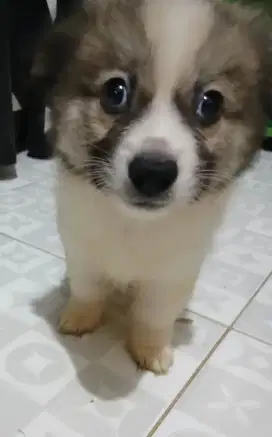 Jual anak anjing