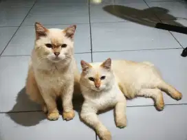 Cari adopter baru yang bener sayang
