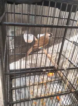 Burung trucukan fullset
